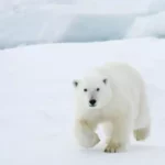 Is There Polar Bears in Canada (2024)
