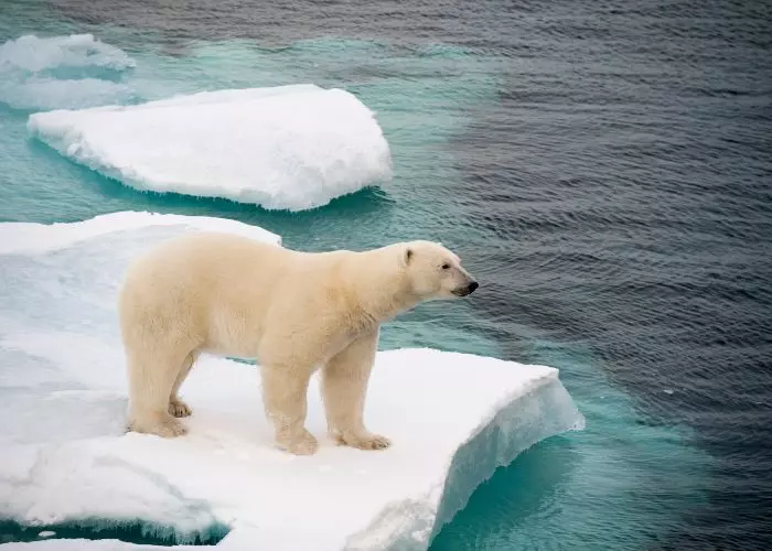 Polar Bear Population in Canada