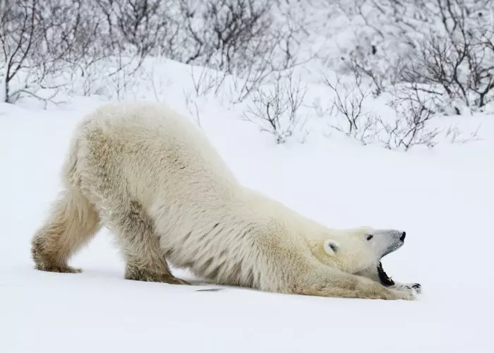The Canadian Arctic: A Polar Bear Habitat